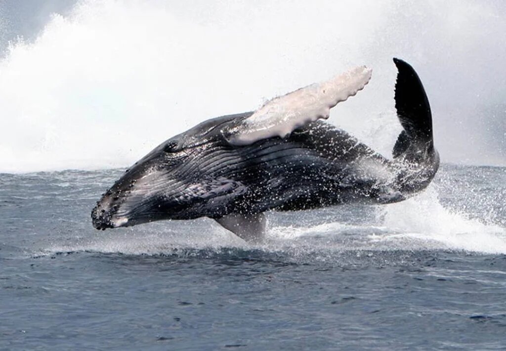 Imagen del Tour Avistamiento de Ballenas